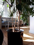 20200415_105255.jpg