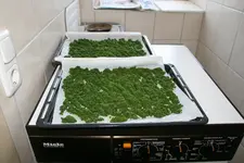 Bärlauchsalz0120.JPG