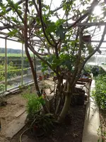 DSC00933.JPG