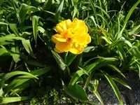 DSC00937.webp