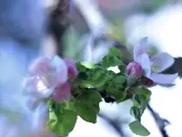 image007.webp