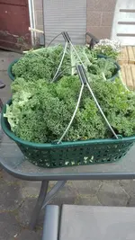 IMG_20200416_172810.jpg
