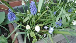 IMG_20200415_162057.jpg