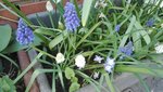 IMG_20200415_162057.jpg
