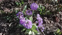 IMG_20200415_162022.jpg