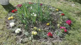 IMG_20200415_161959.jpg