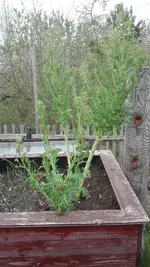 IMG_20200416_172859.jpg