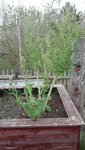 IMG_20200416_172859.jpg