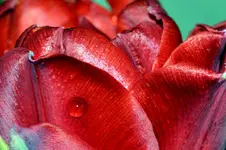 Tulpe_7102.webp