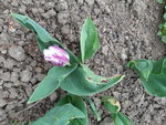 20200418_090055.jpg
