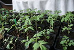 April  0720.JPG