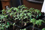April  0820.JPG