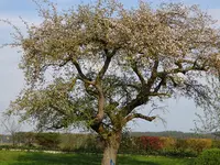 DSC00949.webp