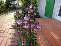 DSC00953.webp