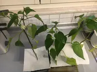 2020-04-18 Chilis mit Löchern1.webp
