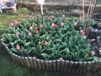 2020-04-08 Tulpenbeet.webp