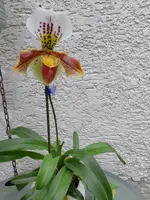 20200418_090457.webp