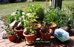 Forum Kübelpflanzen Zitronen Callas etc. 2020_04_18 P1140961.webp