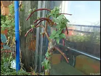 c050.webp