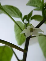 P1000248Snackpaprika.webp