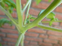 P1000242Rote Chinesische Coctailtomate.webp