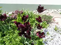 SAM_6392.webp