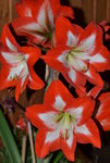 Amaryllis_0001.JPG