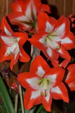 Amaryllis_0001.webp