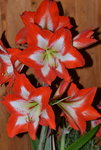 Amaryllis_0003.JPG