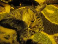 IMGP8874.webp