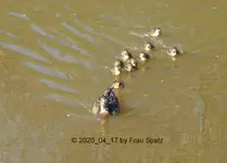 Forum Enten Kükis Efeu-Entchen 2020_04_17 P1140947.webp