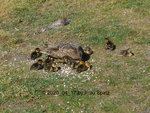 Forum Enten Kükis Efeu-Entchen 2020_04_17 P1140965.jpg