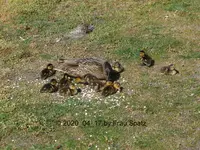 Forum Enten Kükis Efeu-Entchen 2020_04_17 P1140965.webp