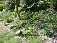 Forum Enten Kükis Efeu-Entchen 2020_04_17 P1140970.webp