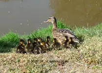 Forum Enten Kükis Efeu-Entchen 2020_04_17 P1140958.webp