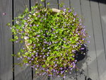 DSC06409.JPG