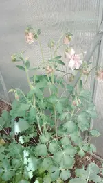 IMG_20200417_135728.jpg