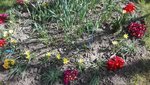 IMG_20200417_135429.jpg