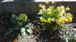 IMG_20200417_135325.jpg