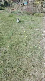 IMG_20200417_135035.jpg