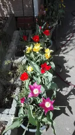 IMG_20200417_134942.jpg