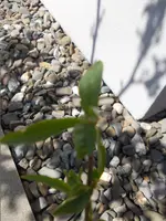 DSCN2679.webp