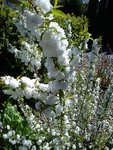 DSC05845.jpg
