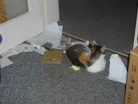 IMGP8883.webp