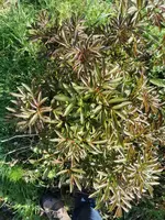 IMG-20200420-WA0003.webp