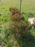 IMG-20200420-WA0004.webp