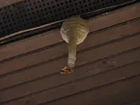 2017-05-29 Hornissenbau 005.webp
