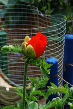 DSC_3827.webp