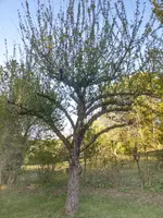 IMAG1395.webp