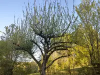 IMAG1396.webp